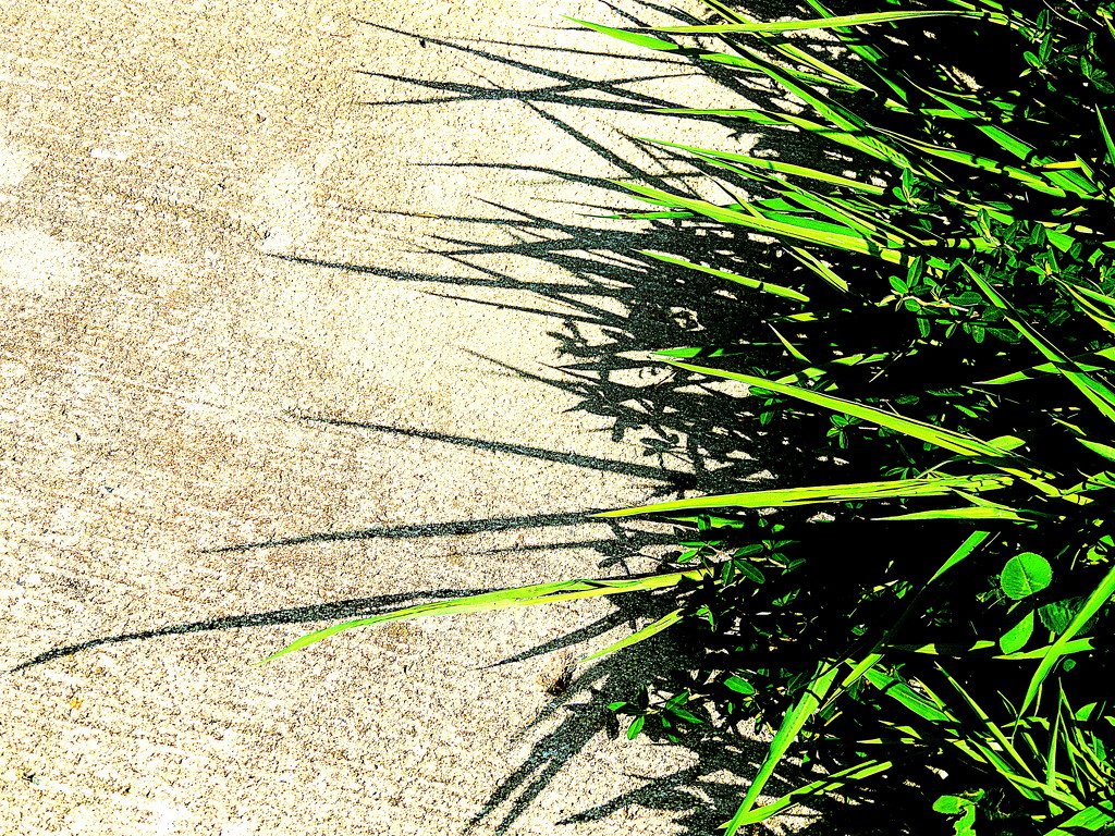 Grassy shadow! by homeschoolmom