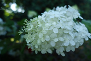 20th Aug 2014 - White Flowers SOOC
