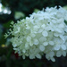 White Flowers SOOC by rminer