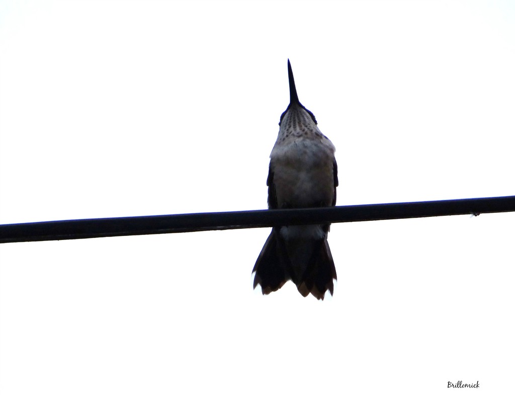 Bird On A Wire by brillomick