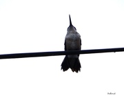 20th Aug 2014 - Bird On A Wire