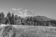 20th Aug 2014 - Mt Rainier from Mineral