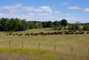 20th Aug 2014 - Where the Buffalo Roam? in Michigan ?
