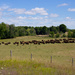 Where the Buffalo Roam? in Michigan ? by jyokota