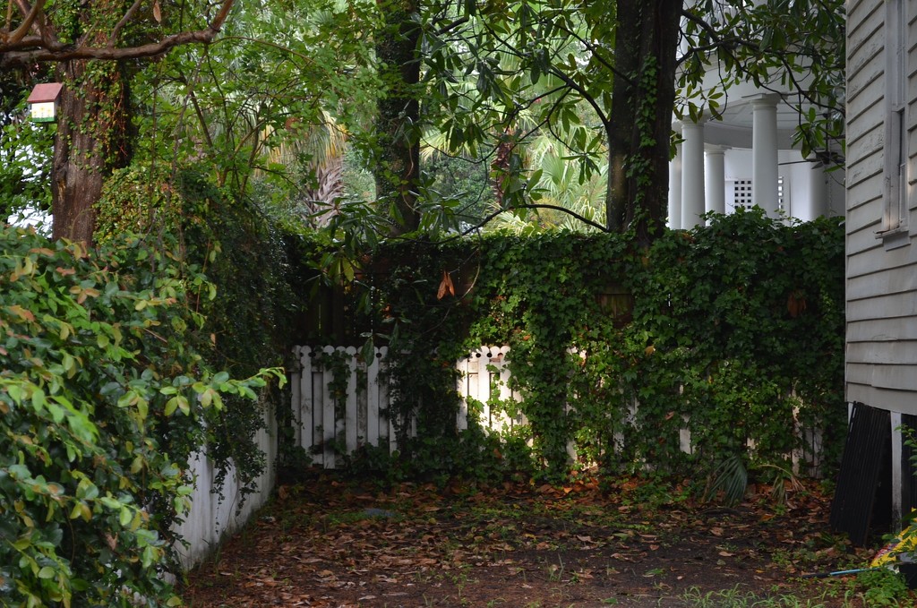 Cool shady spot, historic district, Charleston, SC by congaree
