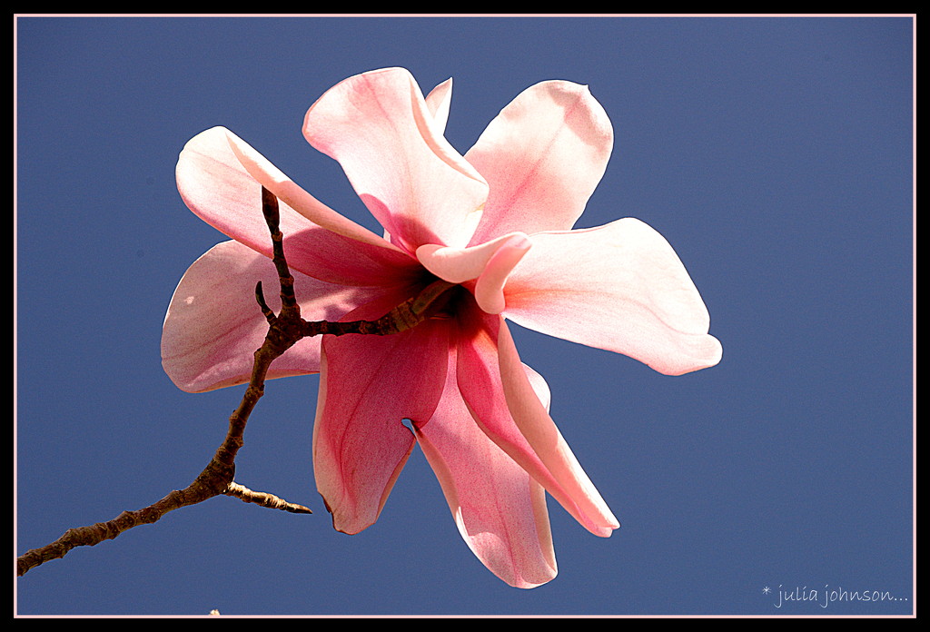 Magnolia .... by julzmaioro
