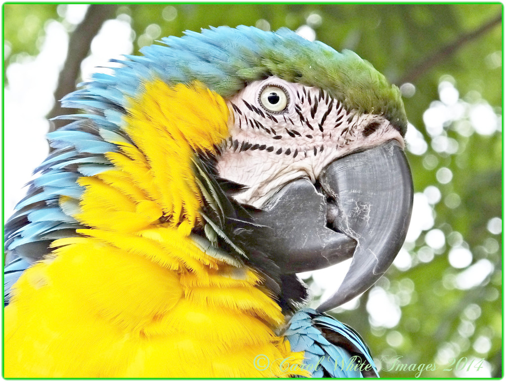 Macaw by carolmw