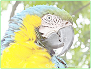 21st Aug 2014 - Macaw