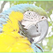 Macaw by carolmw