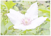 21st Aug 2014 - Clematis