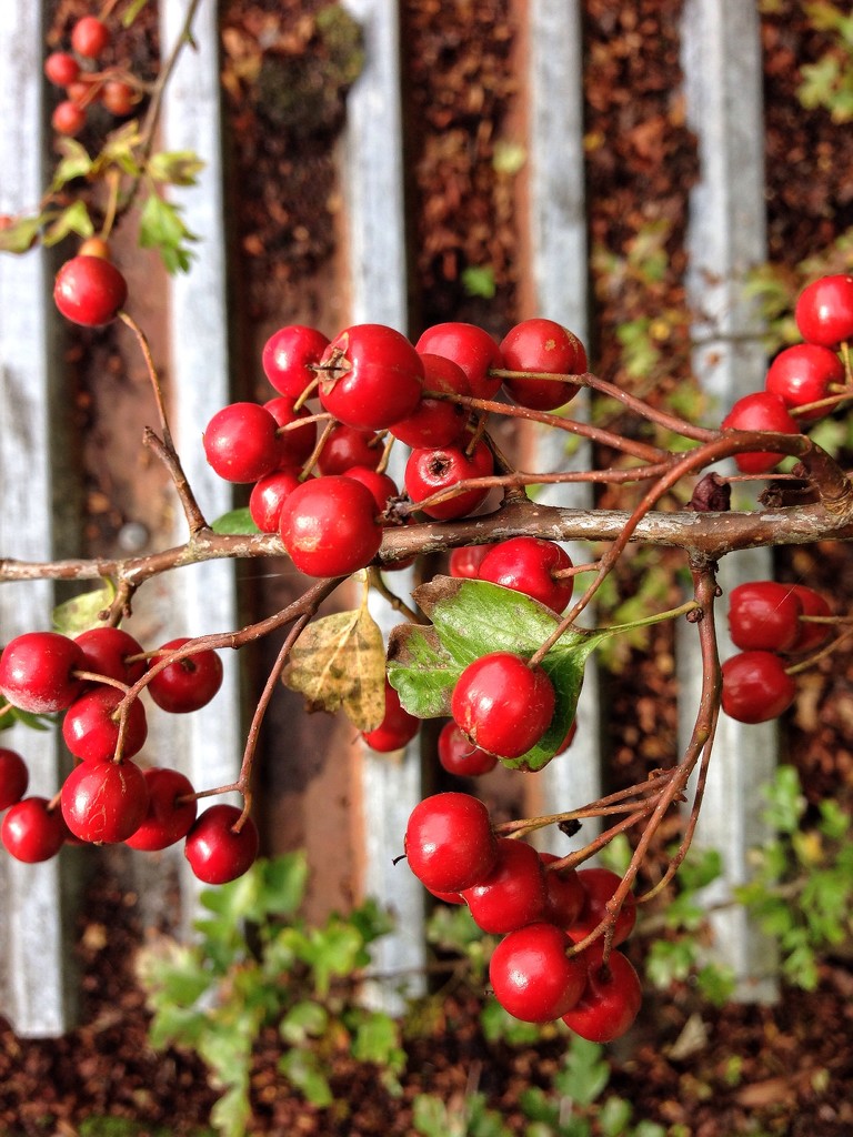 Hawthorn berries by overalvandaan