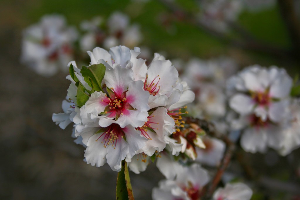 Almond Blossom by cruiser