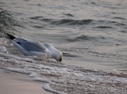 19th Aug 2014 - Gull drinking out of Lake Michigan