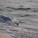 Gull drinking out of Lake Michigan by annepann