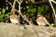 21st Aug 2014 - House Sparrows