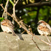 House Sparrows by salza