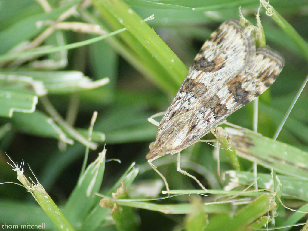 Lucerne Moth by rhoing