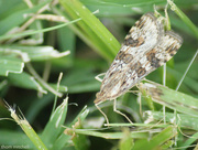 29th Jul 2014 - Lucerne Moth