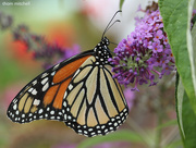 30th Jul 2014 - Danaus plexippus (Monarch)