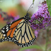 Danaus plexippus (Monarch) by rhoing