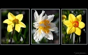 22nd Aug 2014 - Daff Tryptic