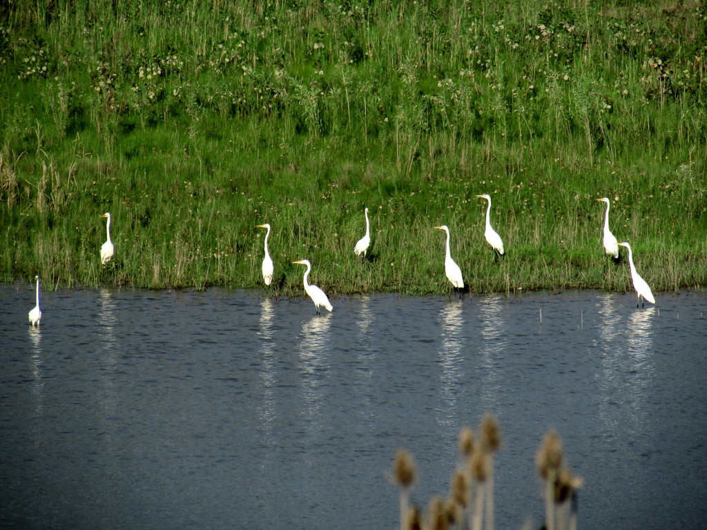 Egrets Gathering by randy23