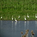 Egrets Gathering by randy23