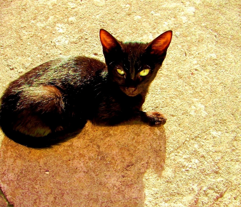 Crna mačka by vesna0210
