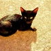 Crna mačka by vesna0210