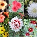 Flowers in the Arboretum by oldjosh