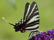 31st Jul 2014 - Zebra Swallowtail