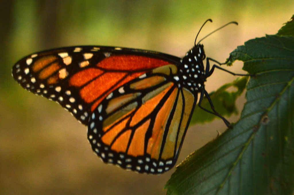 Monarch on the Flint Hills Nature Trail by kareenking