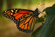 20th Aug 2014 - Monarch on the Flint Hills Nature Trail