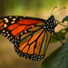 Monarch on the Flint Hills Nature Trail by kareenking