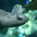 Sea Turtle :) by kerristephens