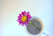 21st Aug 2014 - Flower in a cup