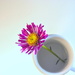 Flower in a cup by jayberg