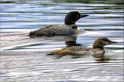 21st Aug 2014 - Loon and Baby