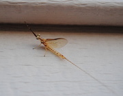 19th Aug 2014 - The Burrowing Mayfly