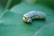 21st Aug 2014 - Monarch caterpillar!