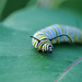 Monarch caterpillar! by fayefaye