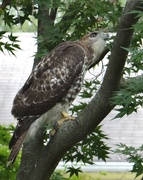 22nd Aug 2014 - Red-tailed Hawk