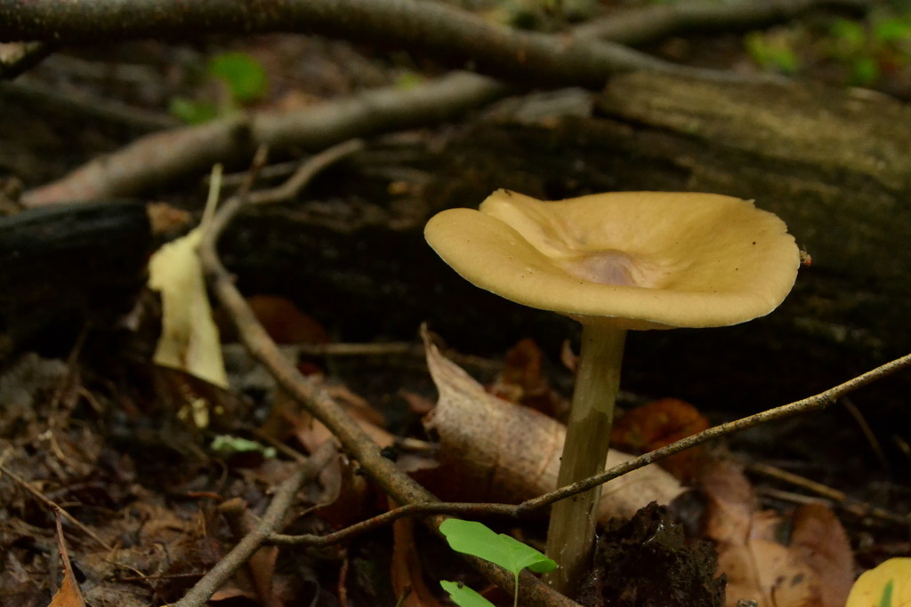 Mushroom by francoise