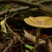 Mushroom by francoise