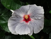 21st Aug 2014 - Silver Moon Exotic Hibiscus