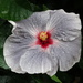 Silver Moon Exotic Hibiscus by khawbecker