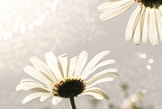 7th Aug 2014 - more daisies