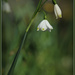 Snowdrop by dide