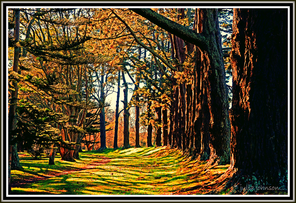 Avenue of Tree's by julzmaioro