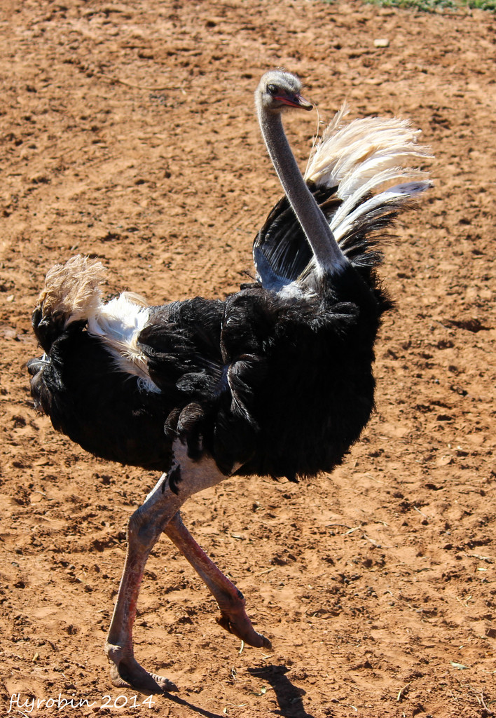 Doing the Ostrich dance by flyrobin